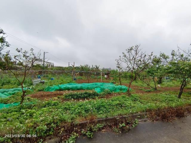 中壢農地-2